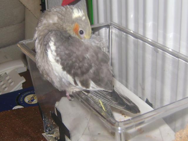 Kelpy con casi 40 dias